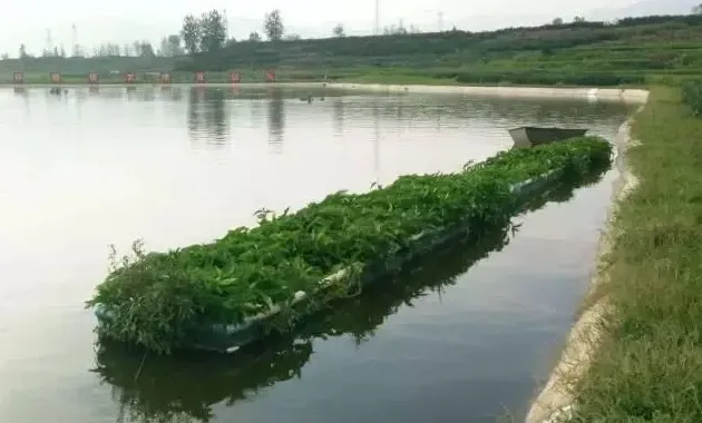 鱼塘出现“酱油水”必须换水？这种办法立马见效