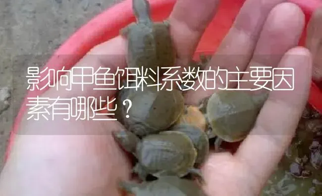 影响甲鱼饵料系数的主要因素有哪些？ | 淡水养殖