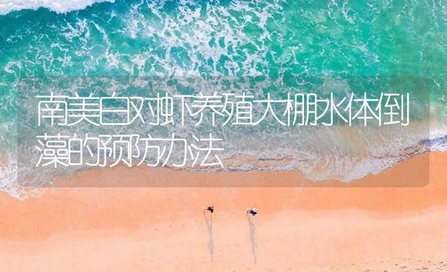 南美白对虾养殖大棚水体倒藻的预防办法 | 海水养殖