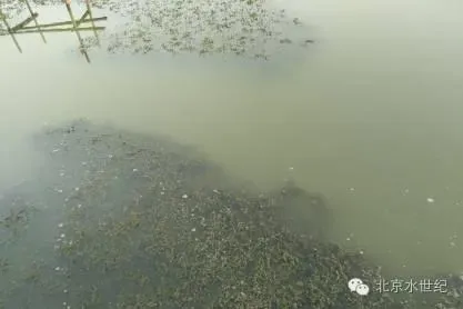 浅谈水产养殖水体的重要指标—总碱度