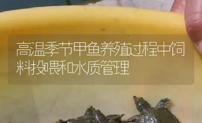 高温季节甲鱼养殖过程中饲料投喂和水质管理 | 淡水养殖
