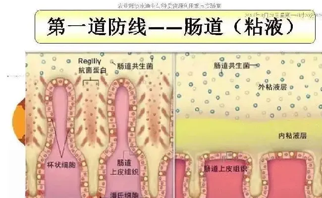 做好了这些鱼类驯食工作，让你养鱼赢在起跑线上！