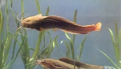 莲藕池中鲶鱼养殖