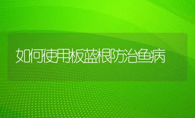 如何使用板蓝根防治鱼病 | 淡水养殖