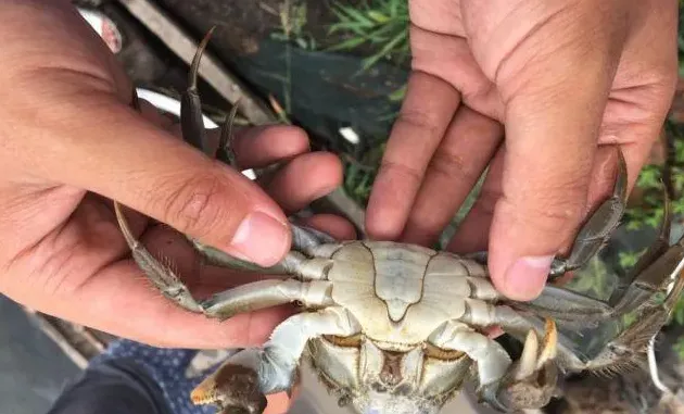 这些池塘管理工作都没做好，你怎么能顺利度过这个高温天？