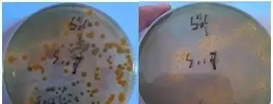 从弧菌检测谈过硫酸氢钾复合盐在对虾养殖中的重要性