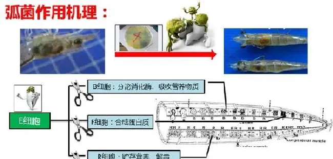 一大波弧菌准备在梅雨期猖狂！阴雨缠绵时，南美白对虾准备如何抵挡