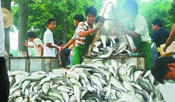 广东珠海白蕉海鲈咸化养殖技术详解