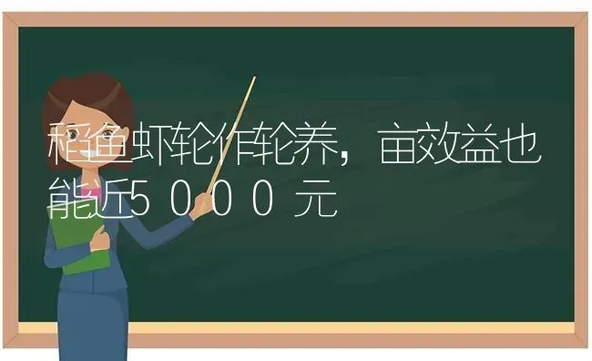 稻鱼虾轮作轮养，亩效益也能近5000元 | 动物养殖百科