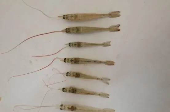 南美白对虾病毒病的临床病症介绍