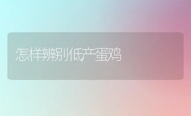 怎样辨别低产蛋鸡 | 家禽养殖