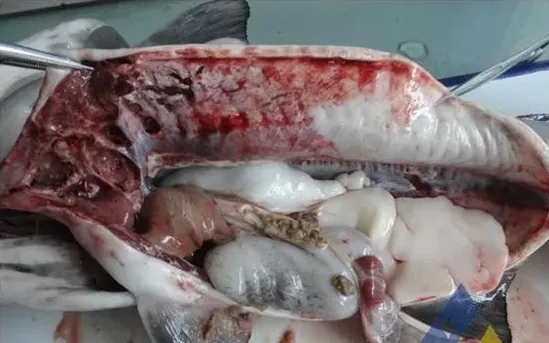 从发病死亡匙吻鲟体内检出停乳链球菌一例
