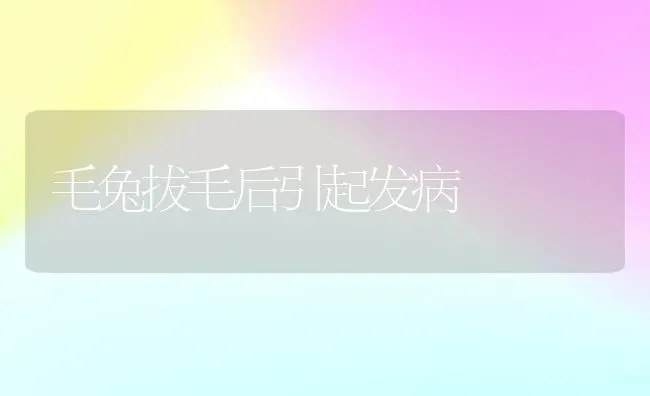 毛兔拔毛后引起发病 | 家畜养殖