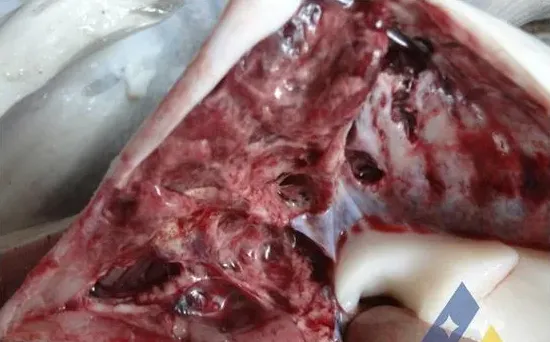 从发病死亡匙吻鲟体内检出停乳链球菌一例