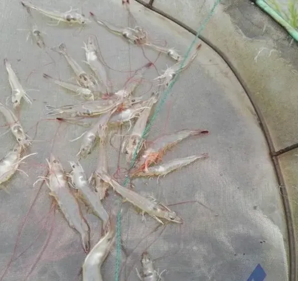 处理南美白对虾“红腿病”一例
