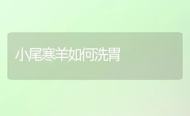 小尾寒羊如何洗胃 | 家畜养殖