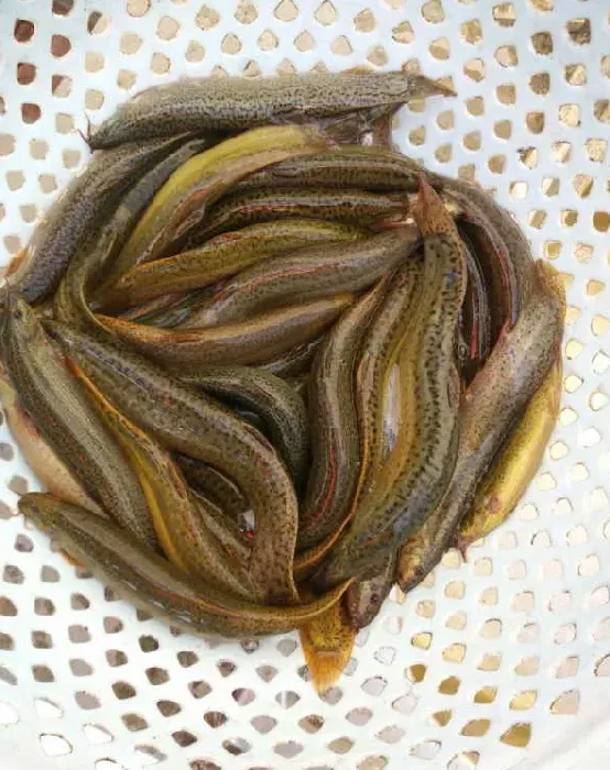 如何提高泥鳅种鱼催产后的成活率