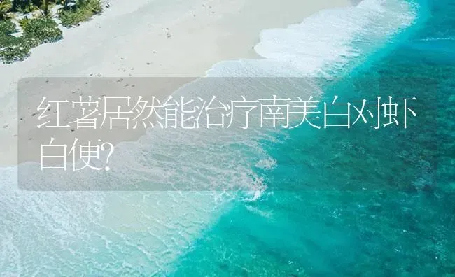 红薯居然能治疗南美白对虾白便？ | 海水养殖