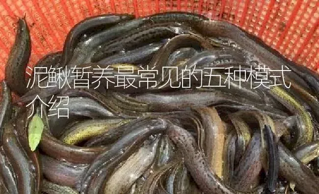 泥鳅暂养最常见的五种模式介绍 | 淡水养殖