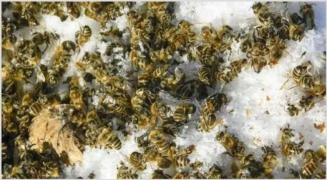 春繁爬蜂病怎么治疗？ | 养殖疾病大全