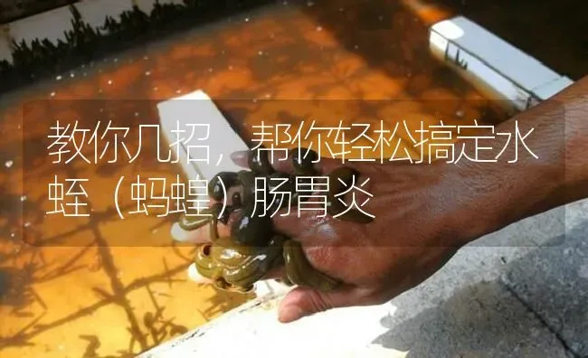 教你几招，帮你轻松搞定水蛭（蚂蝗）肠胃炎 | 特种养殖