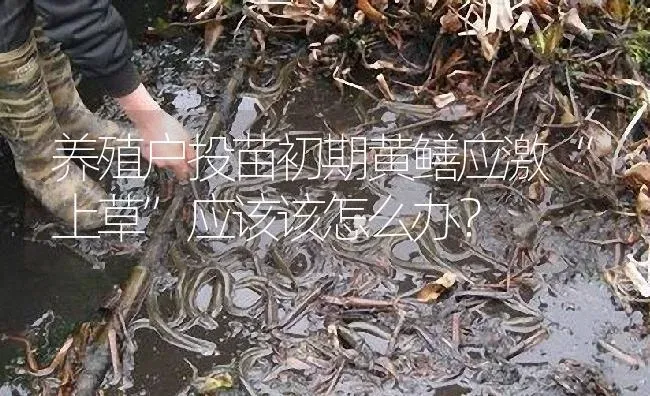 养殖户投苗初期黄鳝应激“上草”应该该怎么办？ | 淡水养殖