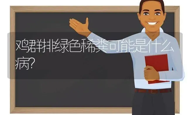 鸡群排绿色稀粪可能是什么病？ | 家禽养殖