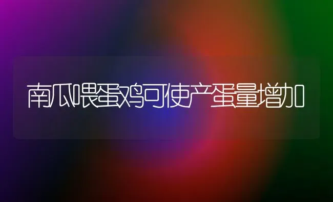 南瓜喂蛋鸡可使产蛋量增加 | 家禽养殖