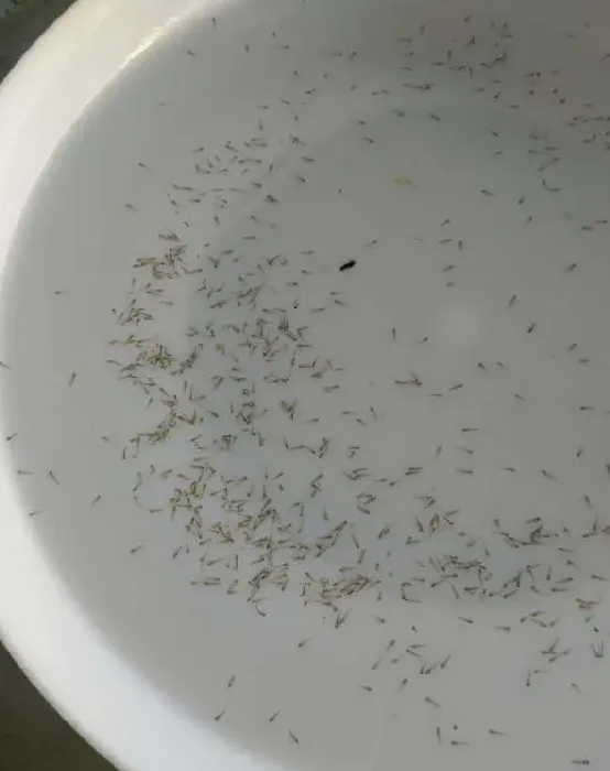 如何提高泥鳅种鱼催产后的成活率