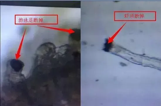 硬池养殖南美白对虾流程图文篇（五）硬池放苗及虾苗选择