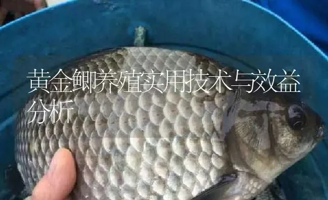 黄金鲫养殖实用技术与效益分析 | 淡水养殖