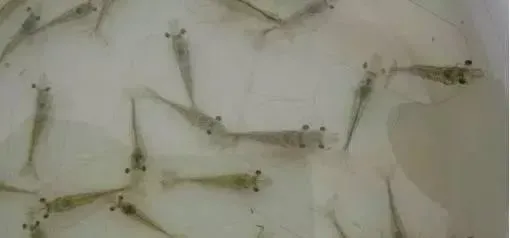 有多少对虾病害是因中毒引起的，你知道水体中都有哪些毒素吗？