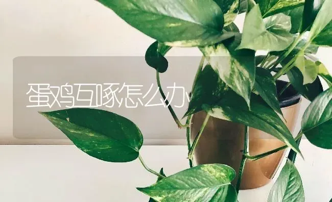 蛋鸡互啄怎么办 | 家禽养殖
