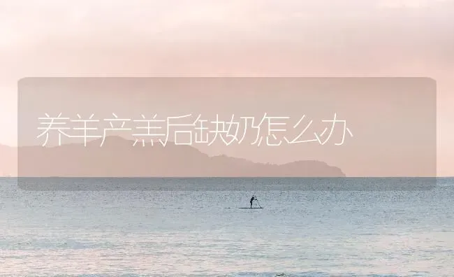 养羊产羔后缺奶怎么办 | 家畜养殖