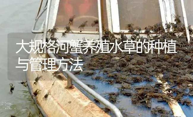 大规格河蟹养殖水草的种植与管理方法 | 淡水养殖