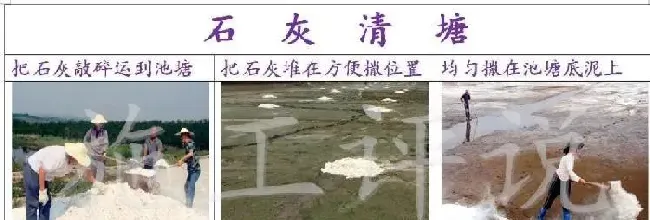 虾蟹养殖户如何安全抑制不同池塘的青苔