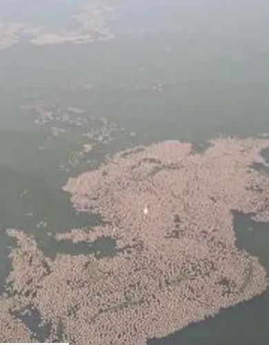 你家青鱼吃食吗？浅谈影响青鱼吃食问题点