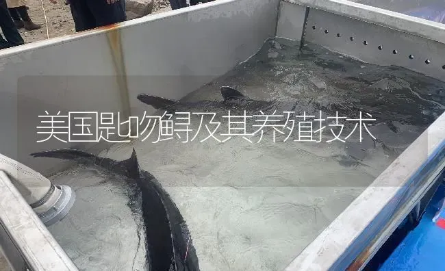 美国匙吻鲟及其养殖技术 | 淡水养殖
