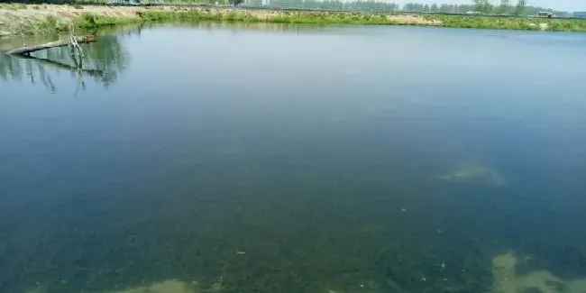 你的小龙虾苗能顺利越冬吗？