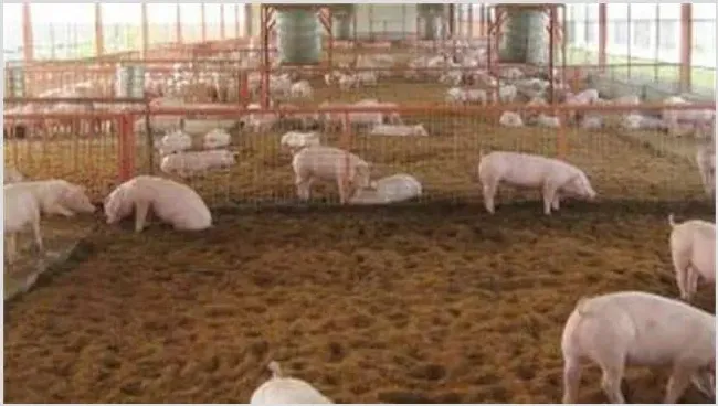 生态养猪的优势是什么 | 动物养殖资料