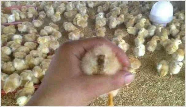 鸡苗糊肛怎么办？如何用药治疗? | 动物养殖技术