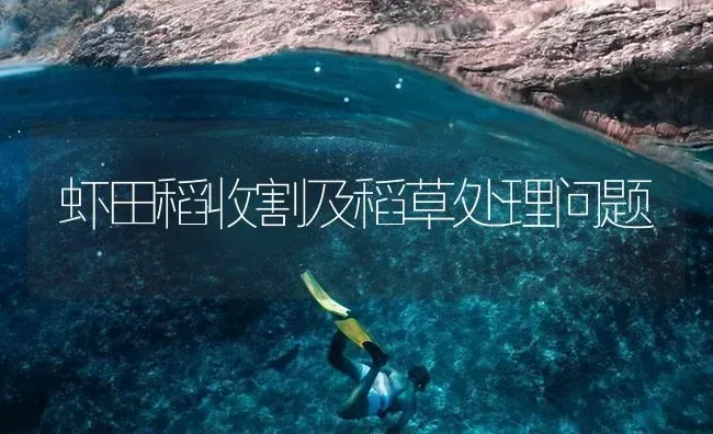 虾田稻收割及稻草处理问题 | 海水养殖