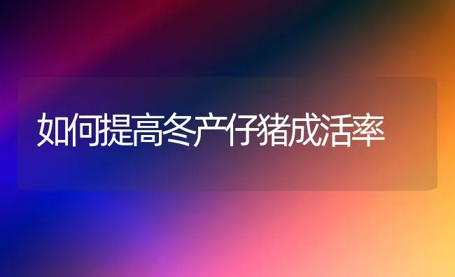 如何提高冬产仔猪成活率 | 家畜养殖