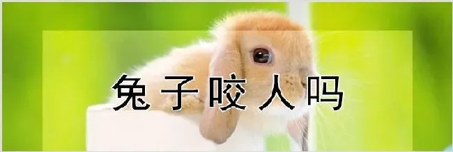 兔子咬人吗 | 农业养殖技术