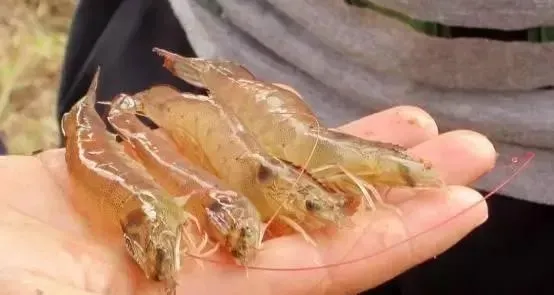 有多少对虾病害是因中毒引起的，你知道水体中都有哪些毒素吗？
