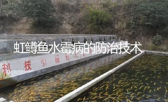 虹鳟鱼水霉病的防治技术 | 淡水养殖