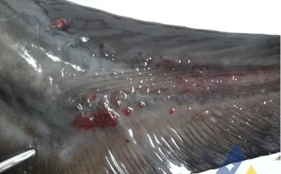 从发病死亡匙吻鲟体内检出停乳链球菌一例