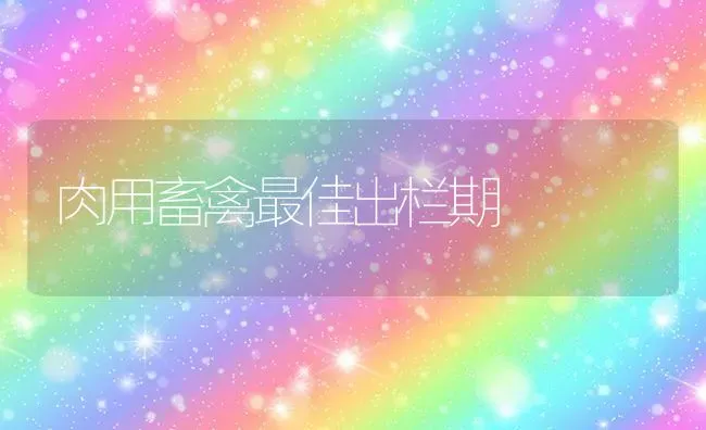 肉用畜禽最佳出栏期 | 家禽养殖