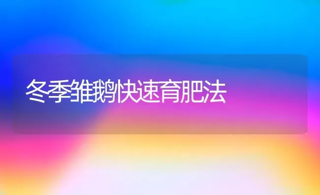 冬季雏鹅快速育肥法 | 家禽养殖