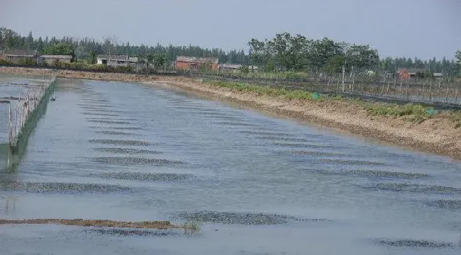 龙虾河蟹混养池塘水草过多，怎么办？